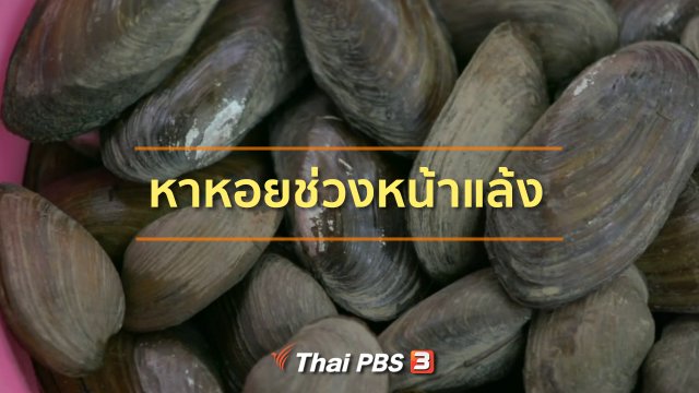 ชุมชนทั่วไทย : หาหอยช่วงหน้าแล้ง