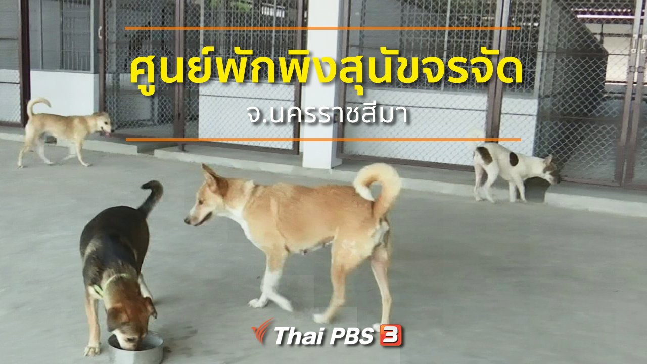 ทุกทิศทั่วไทย - ชุมชนทั่วไทย : ศูนย์พักพิงสุนัขจรจัด จ.นครราชสีมา