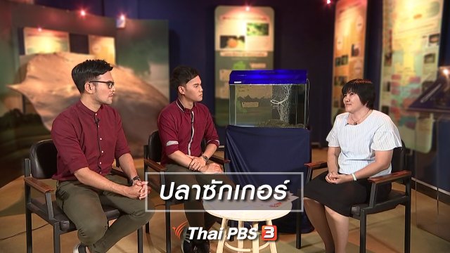 ปลาซักเกอร์กินได้หรือไม่