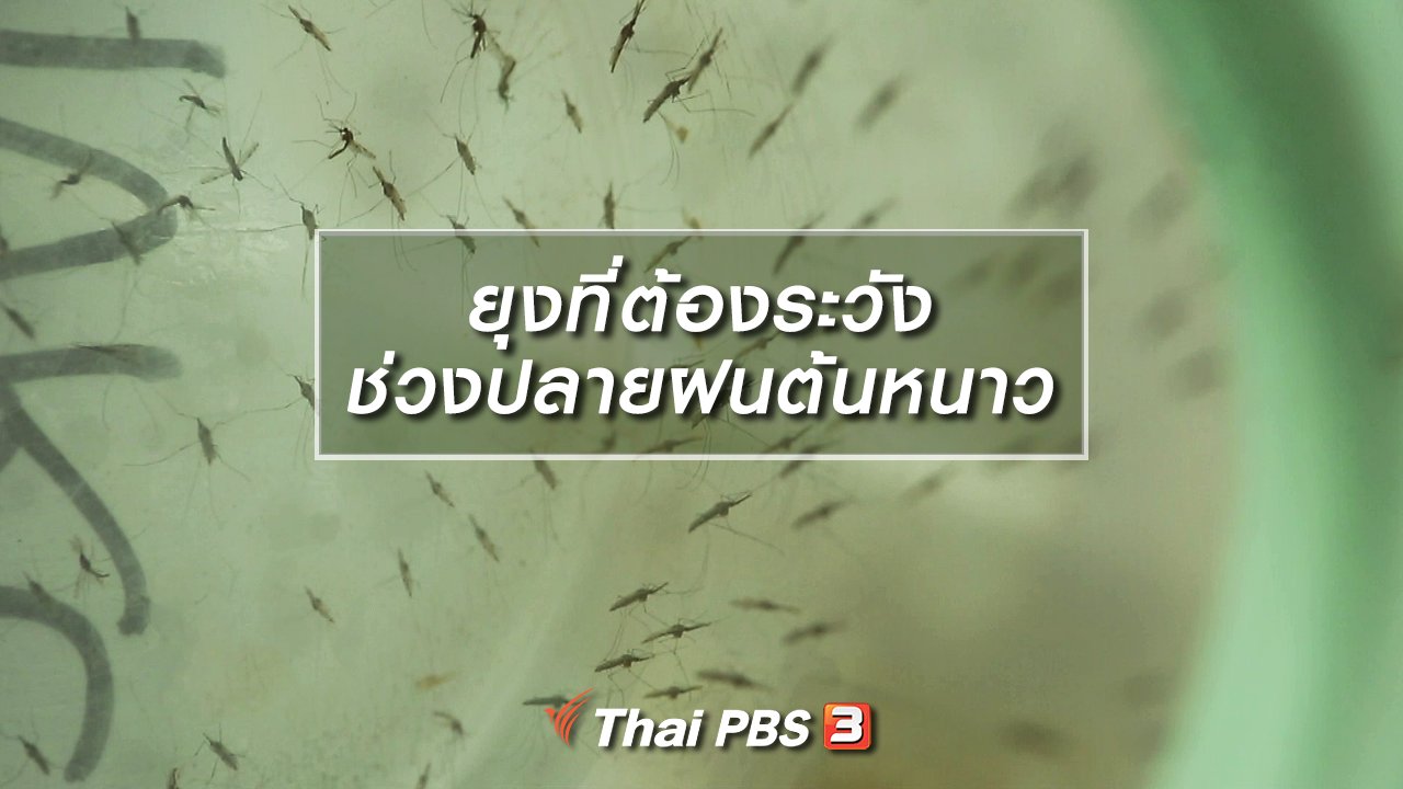 รู้เท่ารู้ทัน - ยุงที่ต้องระวังช่วงปลายฝนต้นหนาว