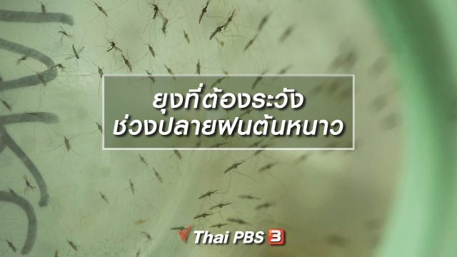 ยุงที่ต้องระวังช่วงปลายฝนต้นหนาว