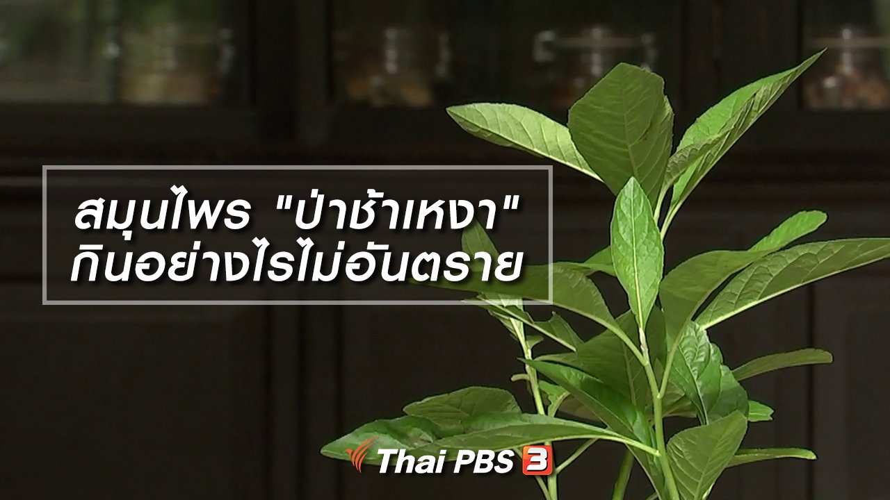 รู้เท่ารู้ทัน - สมุนไพร "ป่าช้าเหงา" กินอย่างไรไม่อันตราย