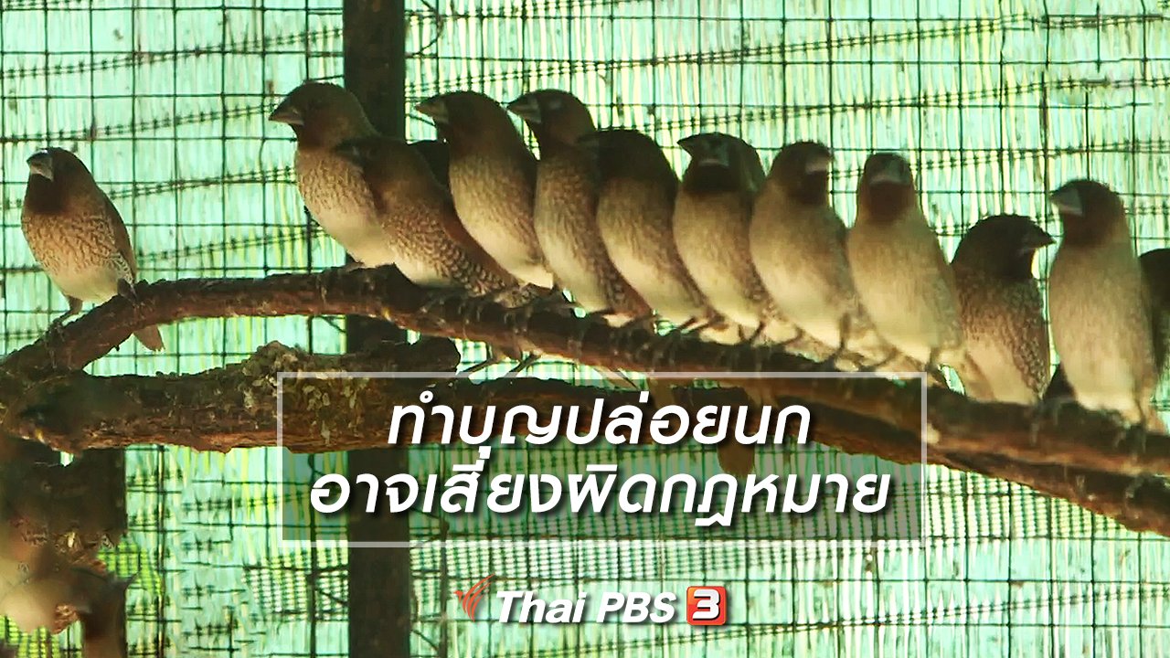 รู้เท่ารู้ทัน - ทำบุญปล่อยนก อาจเสี่ยงผิดกฎหมาย