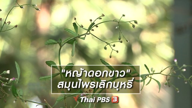 "หญ้าดอกขาว" สมุนไพรเลิกบุหรี่