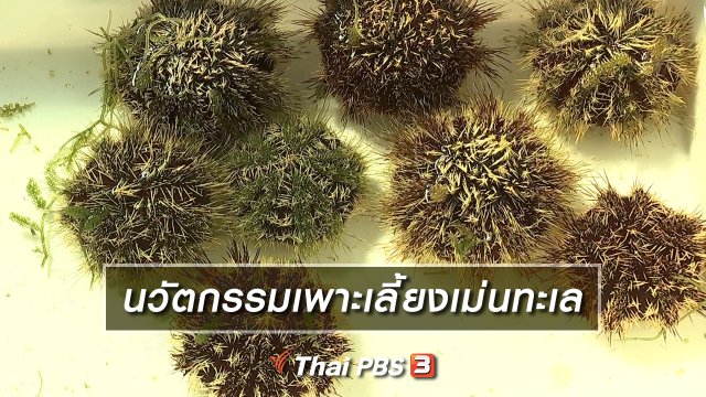 นวัตกรรมเพาะเลี้ยงเม่นทะเล