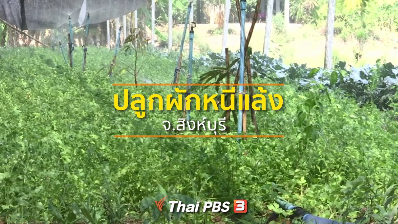 ทุกทิศทั่วไทย - ชุมชนทั่วไทย : เปลี่ยนทำนาปลูกผักหนีแล้ง จ.สิงห์บุรี