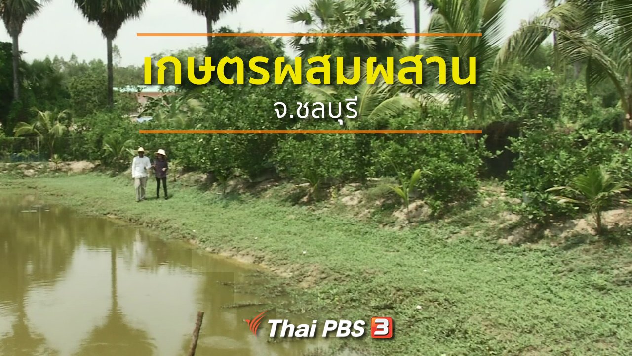 ทุกทิศทั่วไทย - ชุมชนทั่วไทย : ทำเกษตรผสมผสานรายได้ดี จ.ชลบุุรี