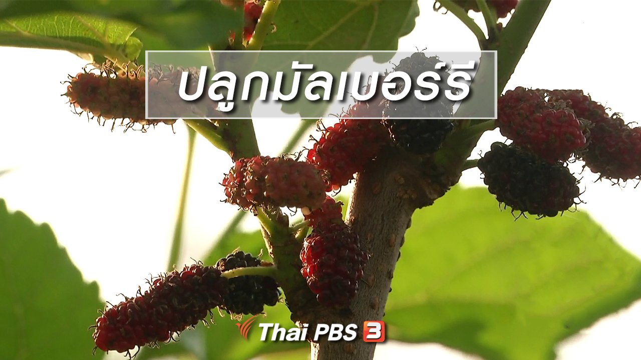 จับตาสถานการณ์ - ตะลุยทั่วไทย : ปลูกมัลเบอร์รี