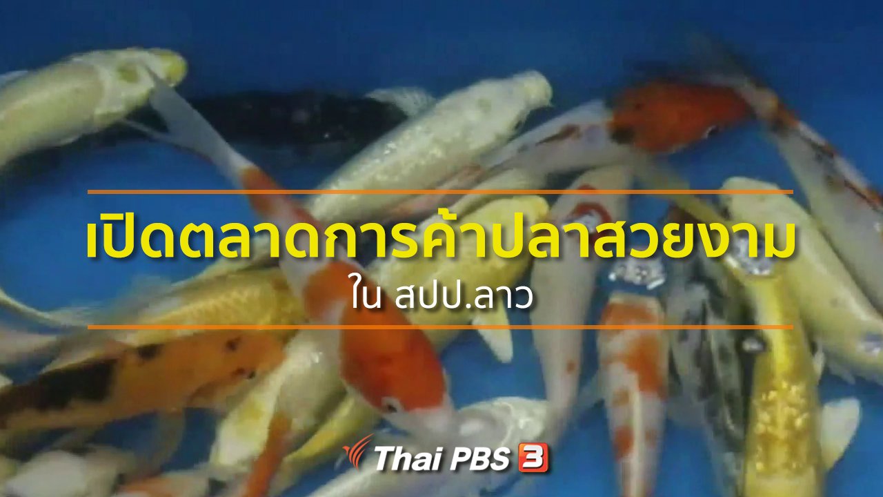 ทุกทิศทั่วไทย - อาชีพทั่วไทย : เปิดตลาดการค้าปลาสวยงามใน สปป.ลาว