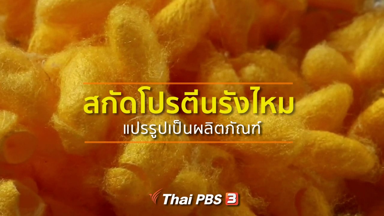 ทุกทิศทั่วไทย - ชุมชนทั่วไทย : สกัดโปรตีนรังไหมแปรรูปเป็นผลิตภัณฑ์