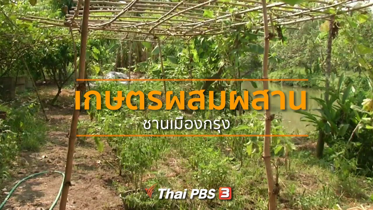 ทุกทิศทั่วไทย - ชุมชนทั่วไทย : ทำเกษตรผสมผสานชานเมืองกรุง