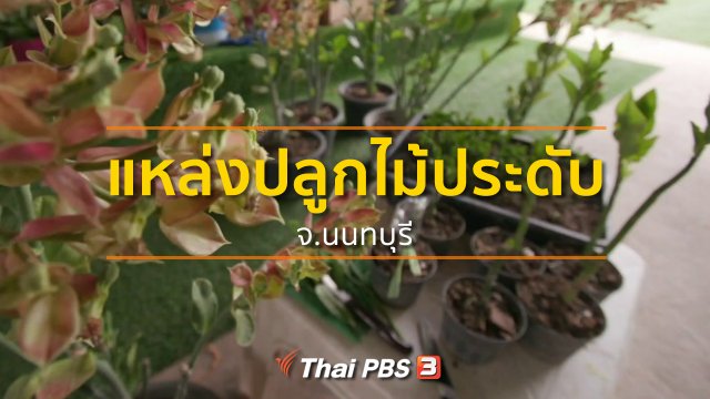 ชุมชนทั่วไทย : แหล่งปลูกไม้ประดับ จ.นนทบุรี