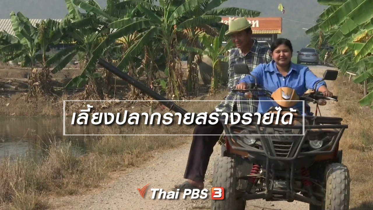 จับตาสถานการณ์ - ตะลุยทั่วไทย : เลี้ยงปลากรายสร้างรายได้