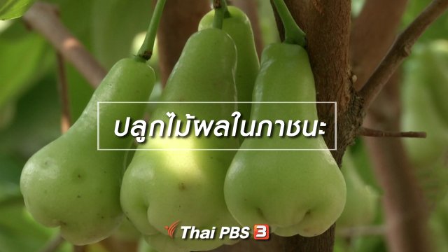 ​ตะลุยทั่วไทย : ปลูกไม้ผลในภาชนะ