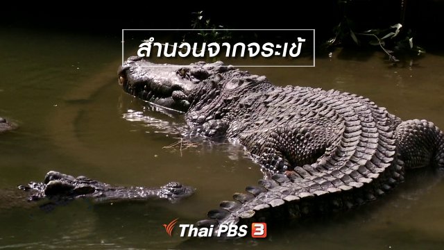 เพียงคำเดียว : สำนวนจากจระเข้