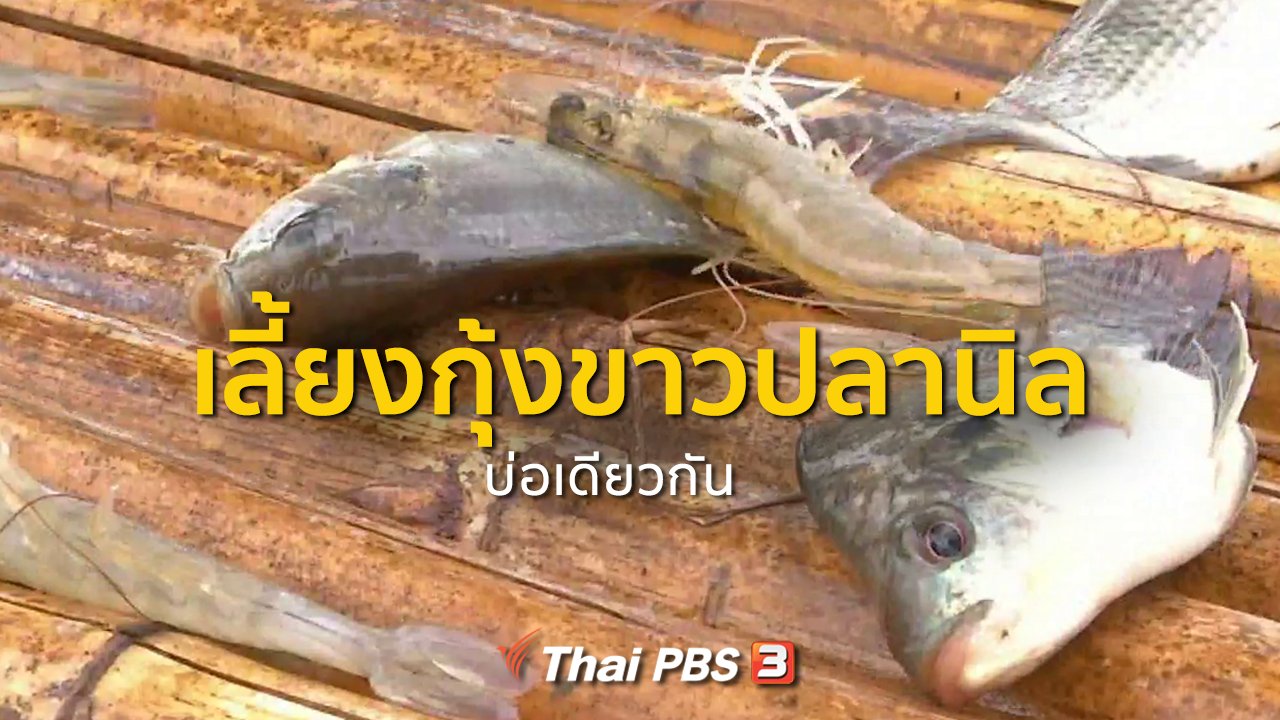 ทุกทิศทั่วไทย - อาชีพทั่วไทย : เลี้ยงกุ้งขาวปลานิลบ่อเดียวกัน