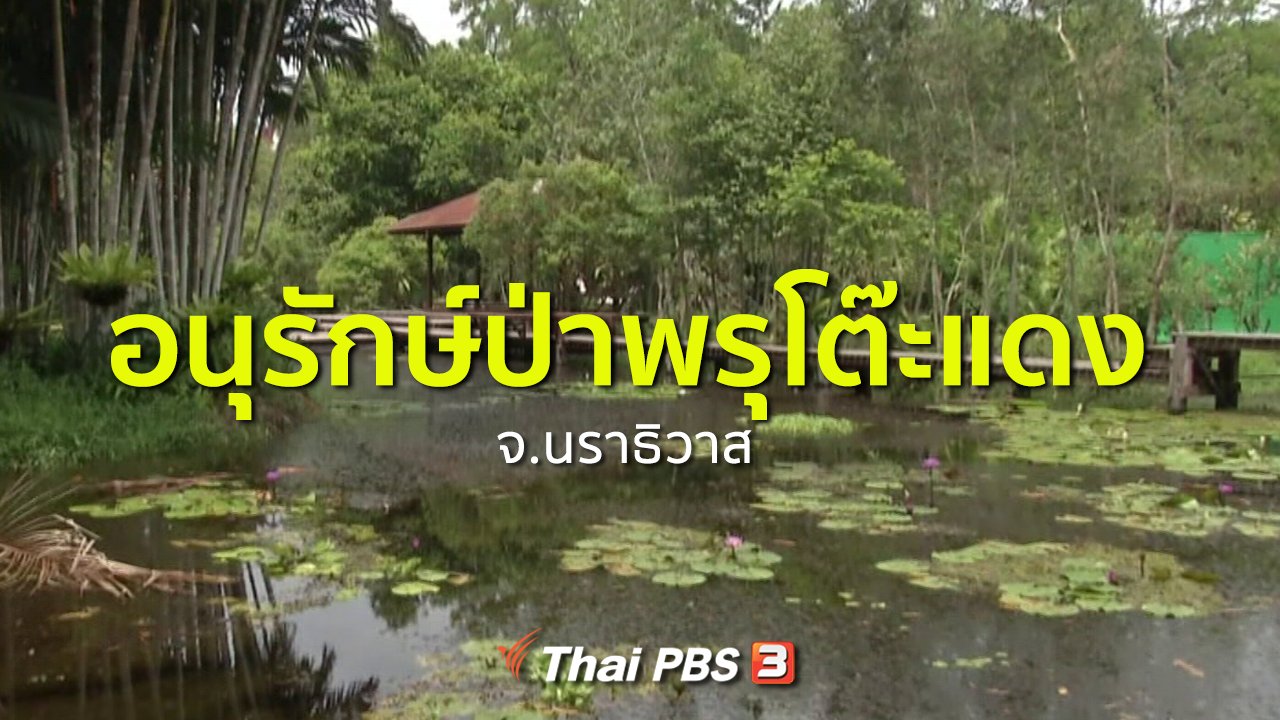 ทุกทิศทั่วไทย - ชุมชนทั่วไทย : อนุรักษ์ป่าพรุโต๊ะแดง จ.นราธิวาส