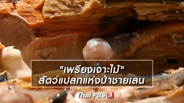 คิดส์เรียนรู้ : "เพรียงเจาะไม้" สัตว์แปลกแห่งป่าชายเลน
