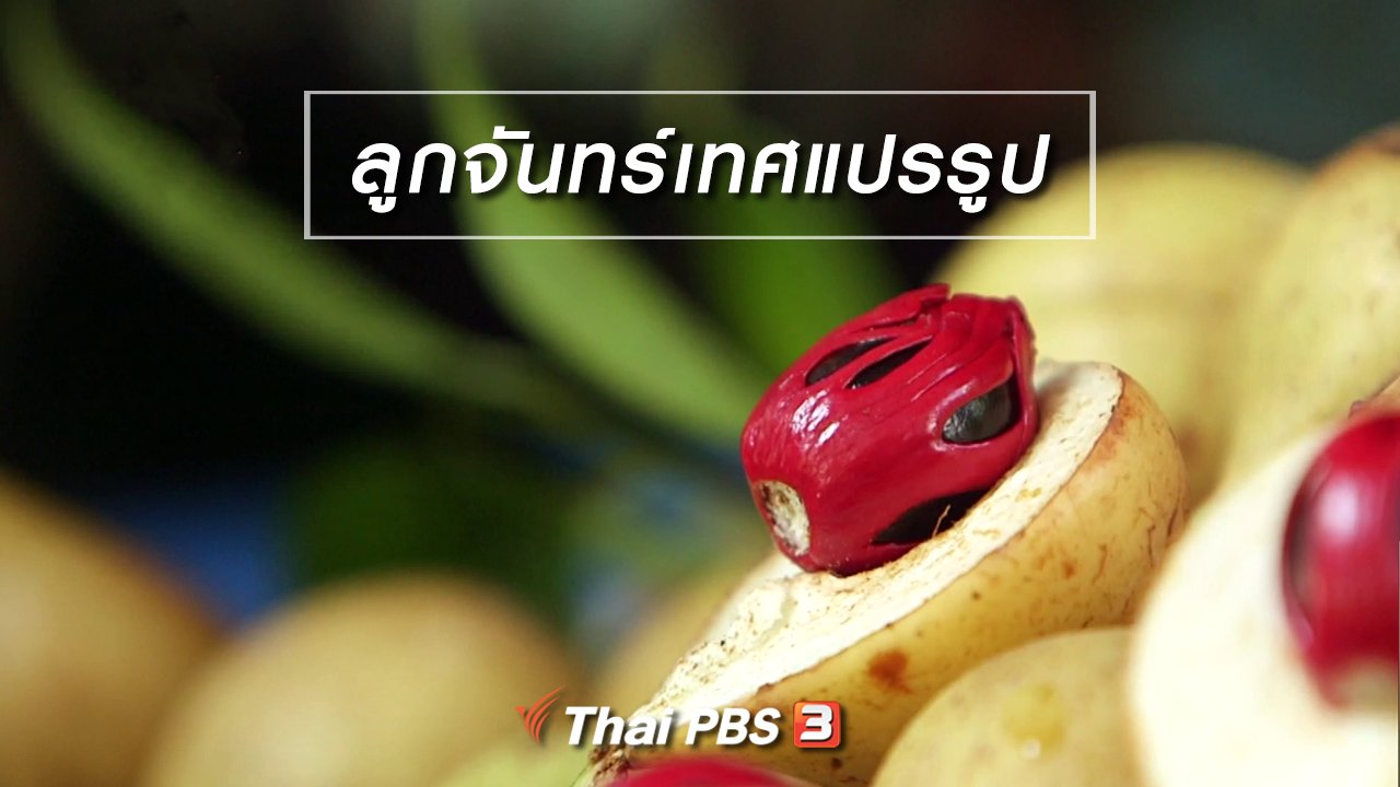 จับตาสถานการณ์ - ตะลุยทั่วไทย : ลูกจันทร์เทศแปรรูป