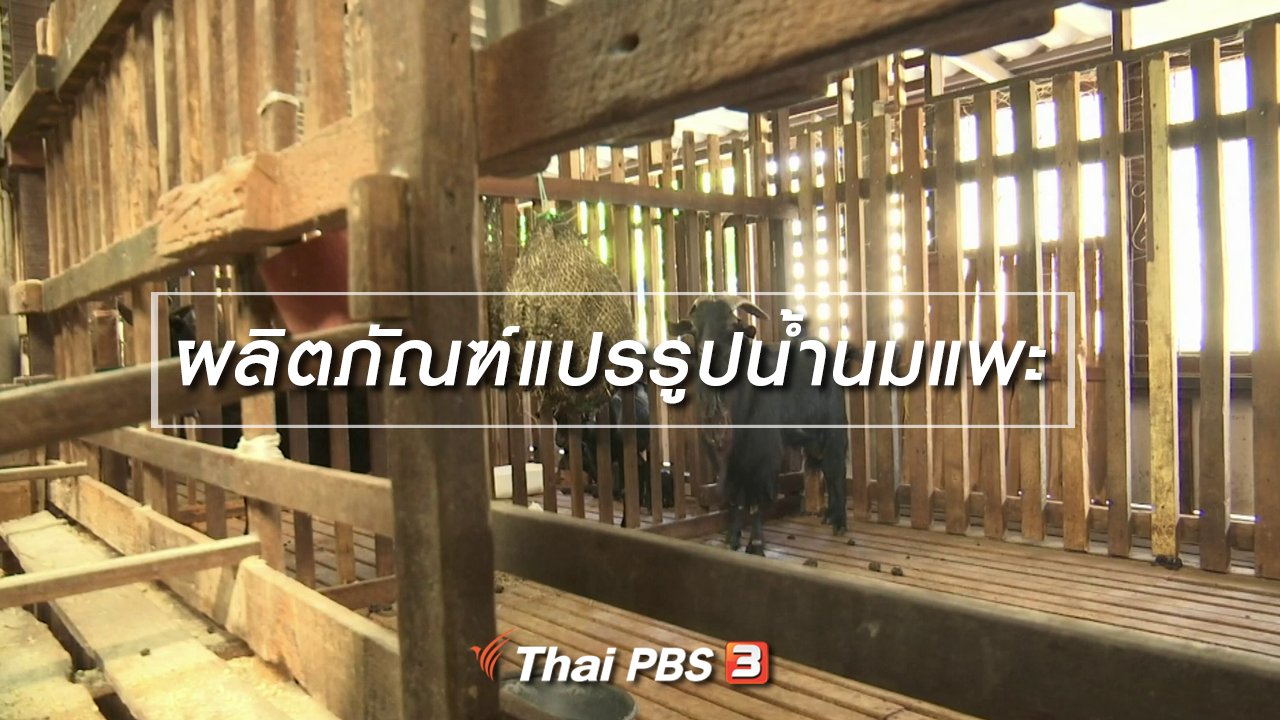 จับตาสถานการณ์ - ตะลุยทั่วไทย : ผลิตภัณฑ์แปรรูปน้ำนมแพะ