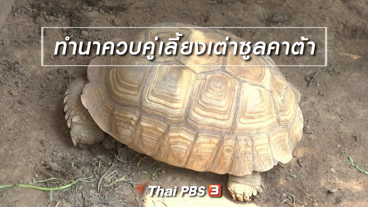 จับตาสถานการณ์ - ตะลุยทั่วไทย : ทำนาควบคู่เลี้ยงเต่าซูลคาต้า