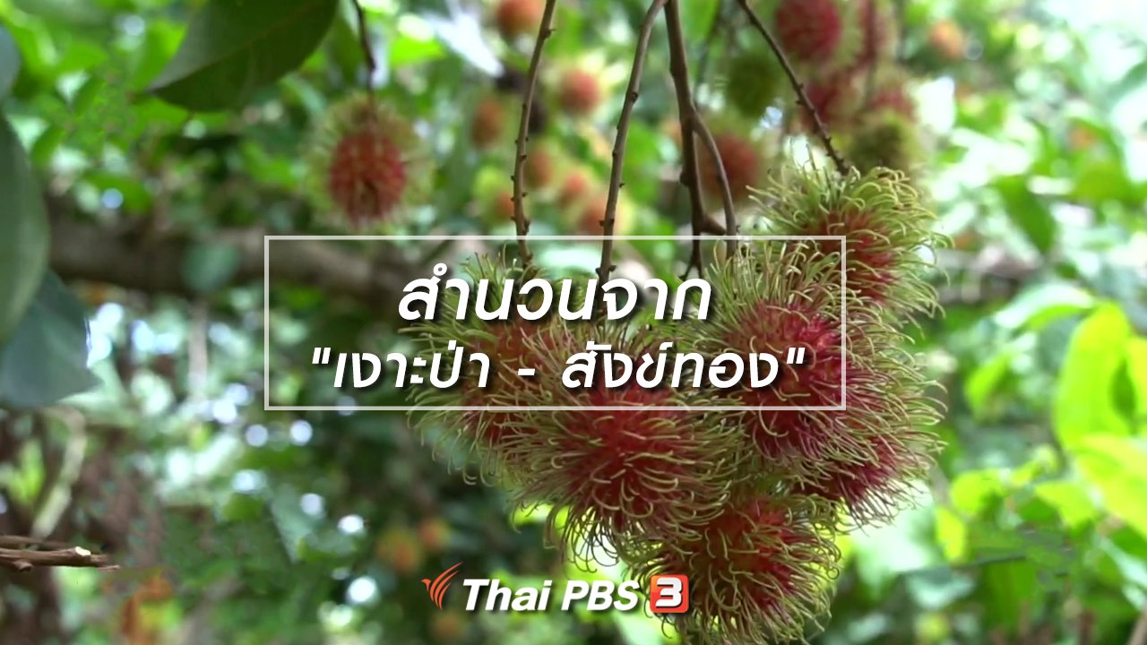 ไทยบันเทิง - เพียงคำเดียว : สำนวนจาก "เงาะป่า - สังข์ทอง"
