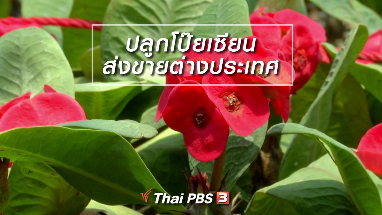 จับตาสถานการณ์ - ตะลุยทั่วไทย : ปลูกโป๊ยเซียนส่งขายต่างประเทศ