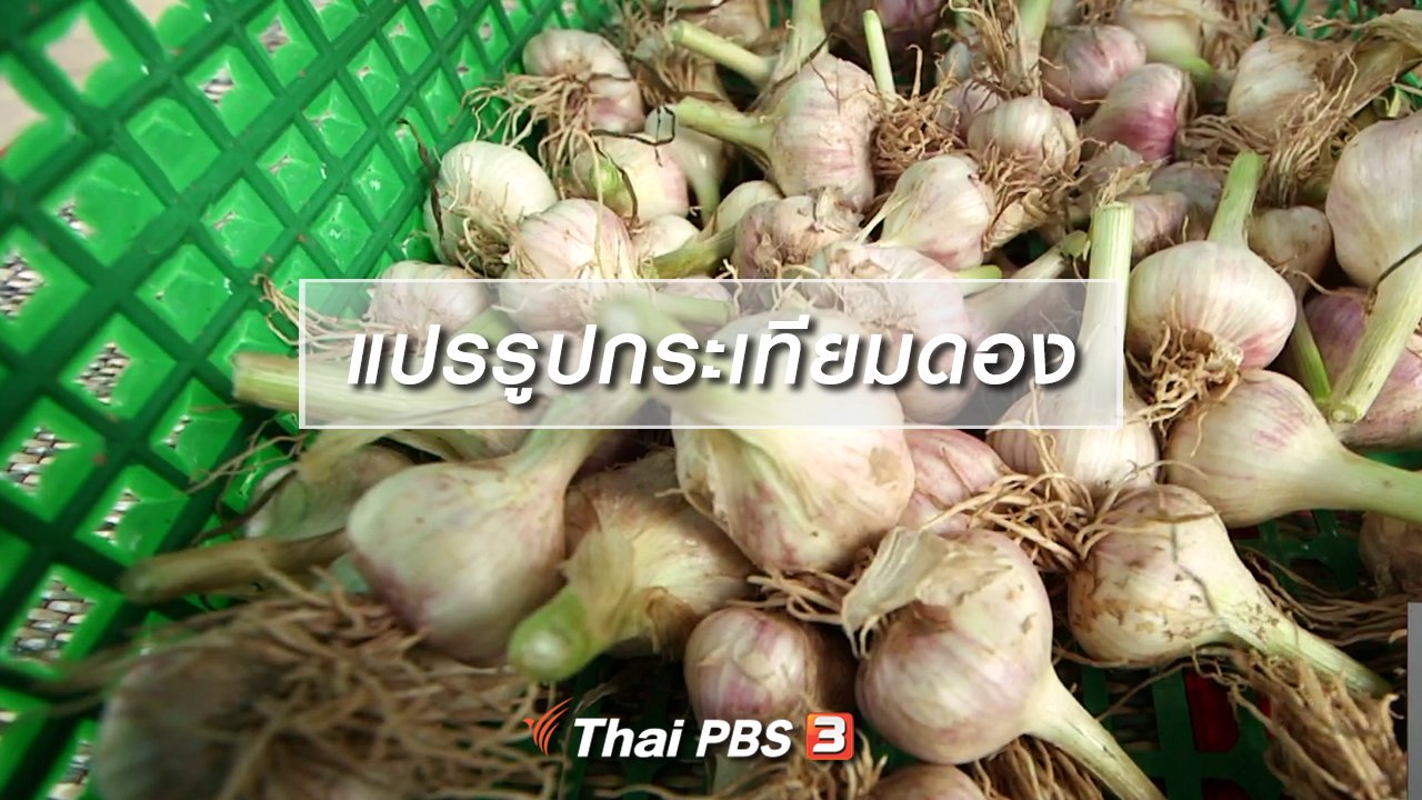 จับตาสถานการณ์ - ตะลุยทั่วไทย : แปรรูปกระเทียมดอง