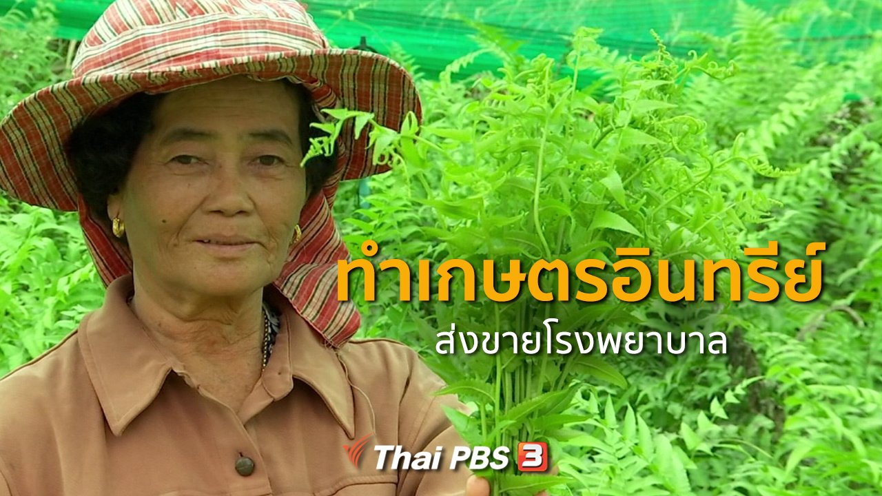 ทุกทิศทั่วไทย - ชุมชนทั่วไทย : ทำเกษตรอินทรีย์ส่งขายโรงพยาบาล