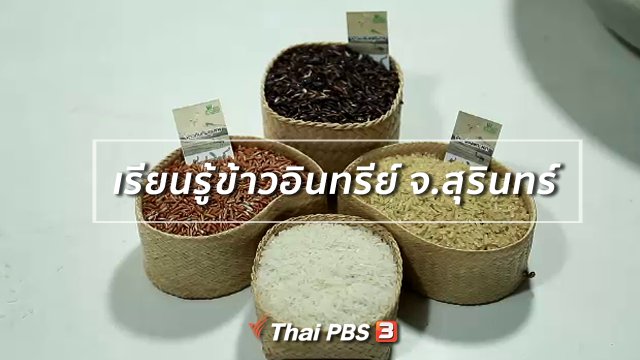 รู้สู้โรค : เรียนรู้ข้าวอินทรีย์ อนุรักษ์ข้าวพื้นเมือง จ.สุรินทร์