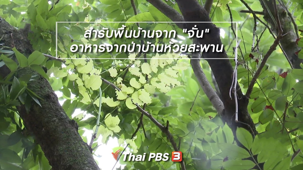 ไทยบันเทิง - อิ่มมนต์รส : สำรับพื้นบ้านจาก "จั่น" อาหารจากป่าบ้านห้วยสะพาน