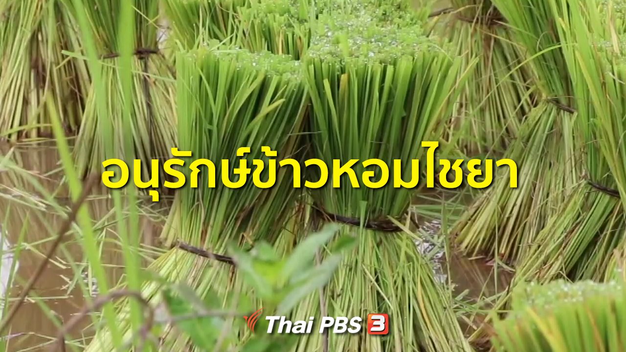 ทุกทิศทั่วไทย - ชุมชนทั่วไทย : อนุรักษ์ข้าวหอมไชยา