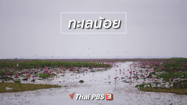 เที่ยวทั่วไทย : ทะเลน้อย