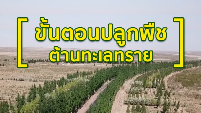 ขั้นตอนปลูกพืชต้านทะเลทราย