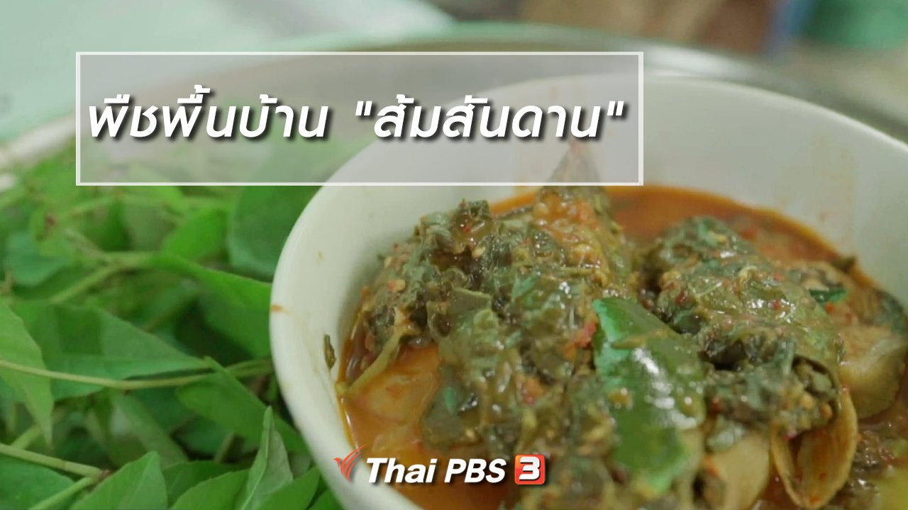 ไทยบันเทิง - อิ่มมนต์รส : พืชพื้นบ้าน "ส้มสันดาน"