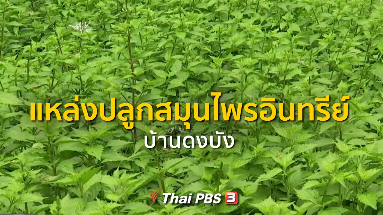ทุกทิศทั่วไทย - ชุมชนทั่วไทย : แหล่งปลูกสมุนไพรอินทรีย์ที่บ้านดงบัง