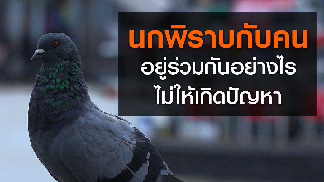 สัตว์ป่วนเมือง - นกพิราบกับคน...อยู่ร่วมกันอย่างไร ไม่ให้เกิดปัญหา