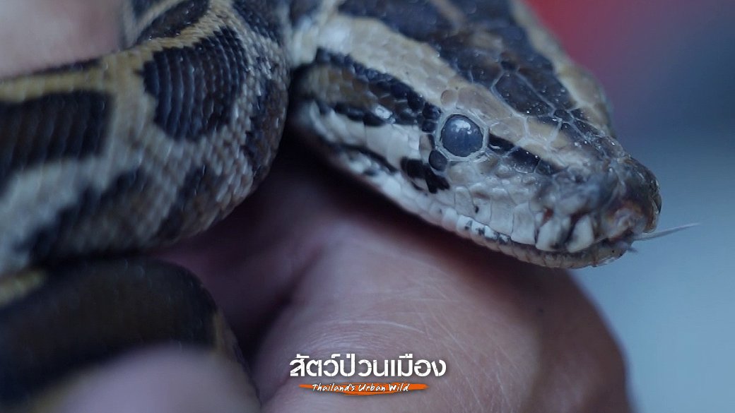 สัตว์ป่วนเมือง - สาเหตุงูเข้าบ้าน ส่วนหนึ่งมาจากพฤติกรรมมนุษย์
