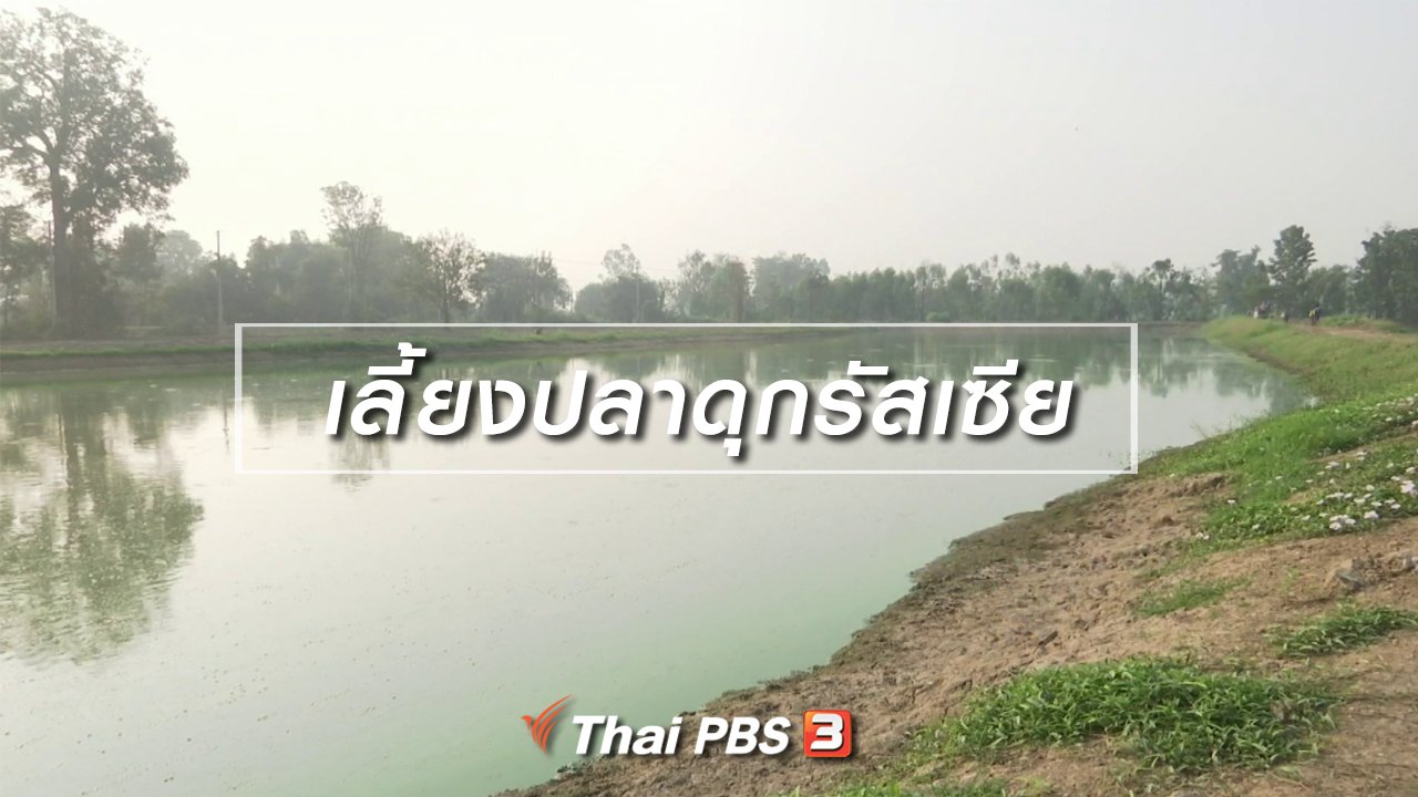 จับตาสถานการณ์ - ตะลุยทั่วไทย : เลี้ยงปลาดุกรัสเซีย