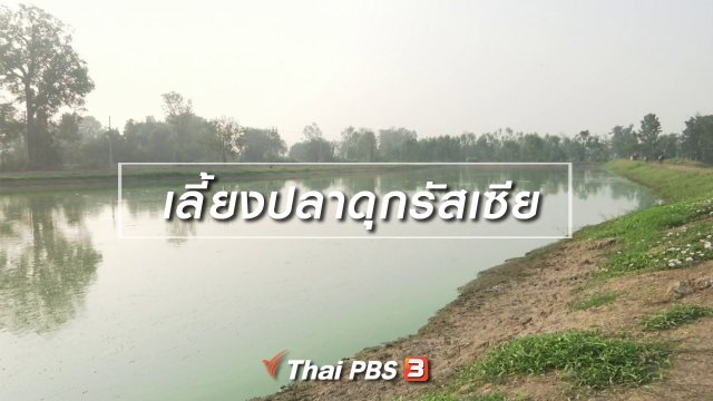 ตะลุยทั่วไทย : เลี้ยงปลาดุกรัสเซีย