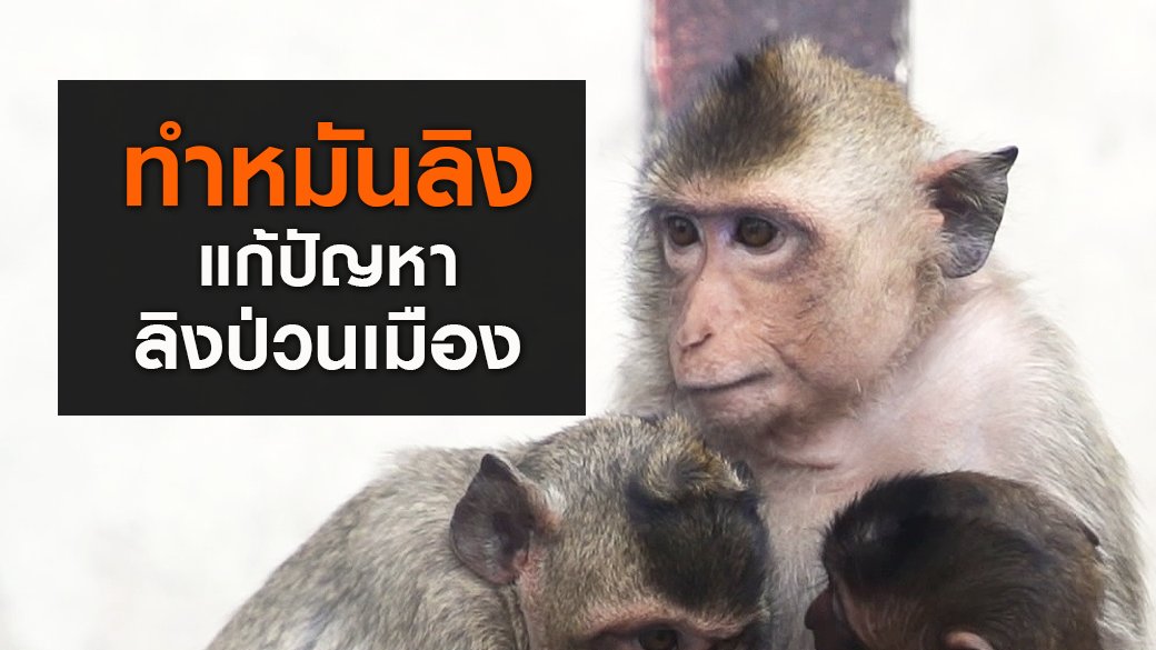 สัตว์ป่วนเมือง - "ทำหมันลิง" แก้ปัญหาลิงป่วนเมือง