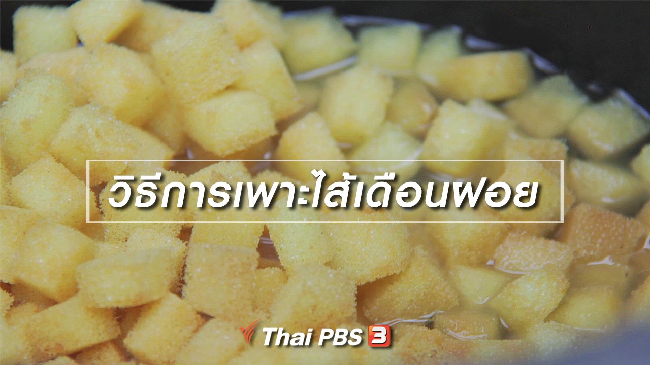 มหาอำนาจบ้านนา - สูตรลับฉบับบ้านนา : วิธีการเพาะไส้เดือนฝอย
