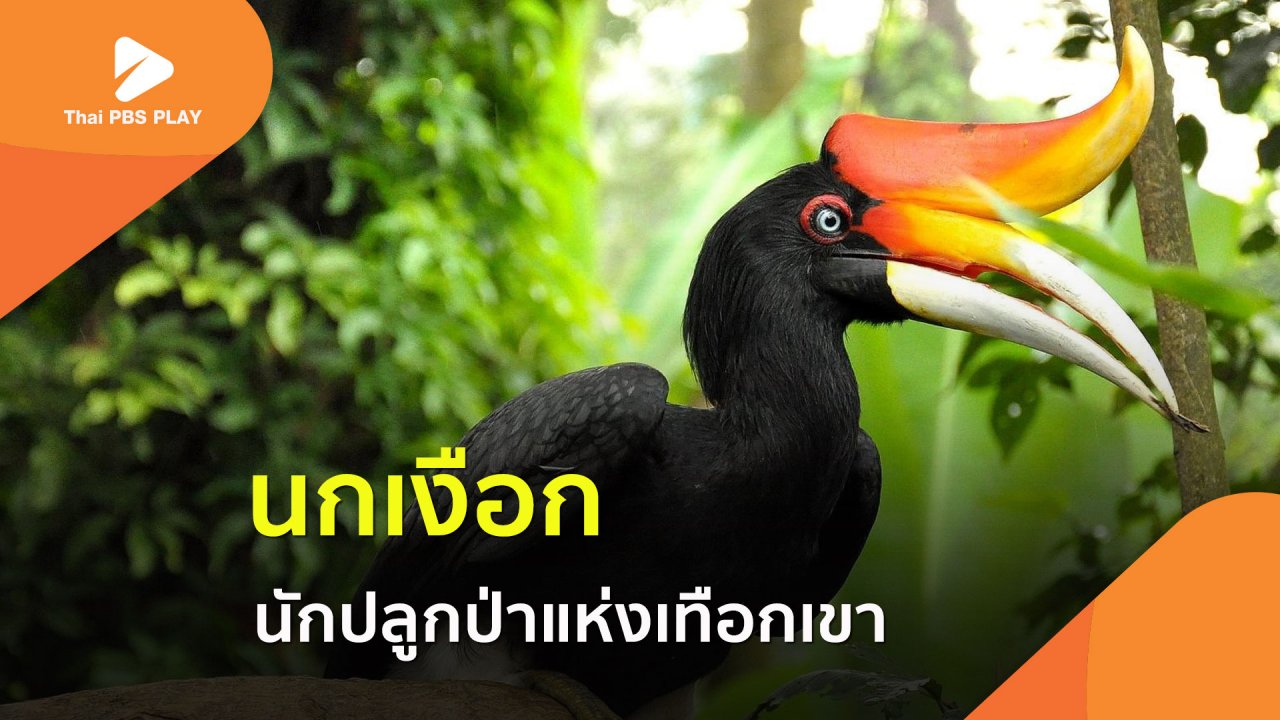 Thai PBS Play - นกเงือก นักปลูกป่าแห่งเทือกเขา