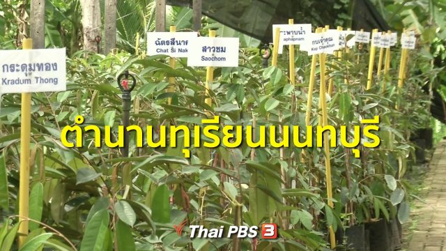 ​ชุมชนทั่วไทย : ตำนานทุเรียนนนทบุรี