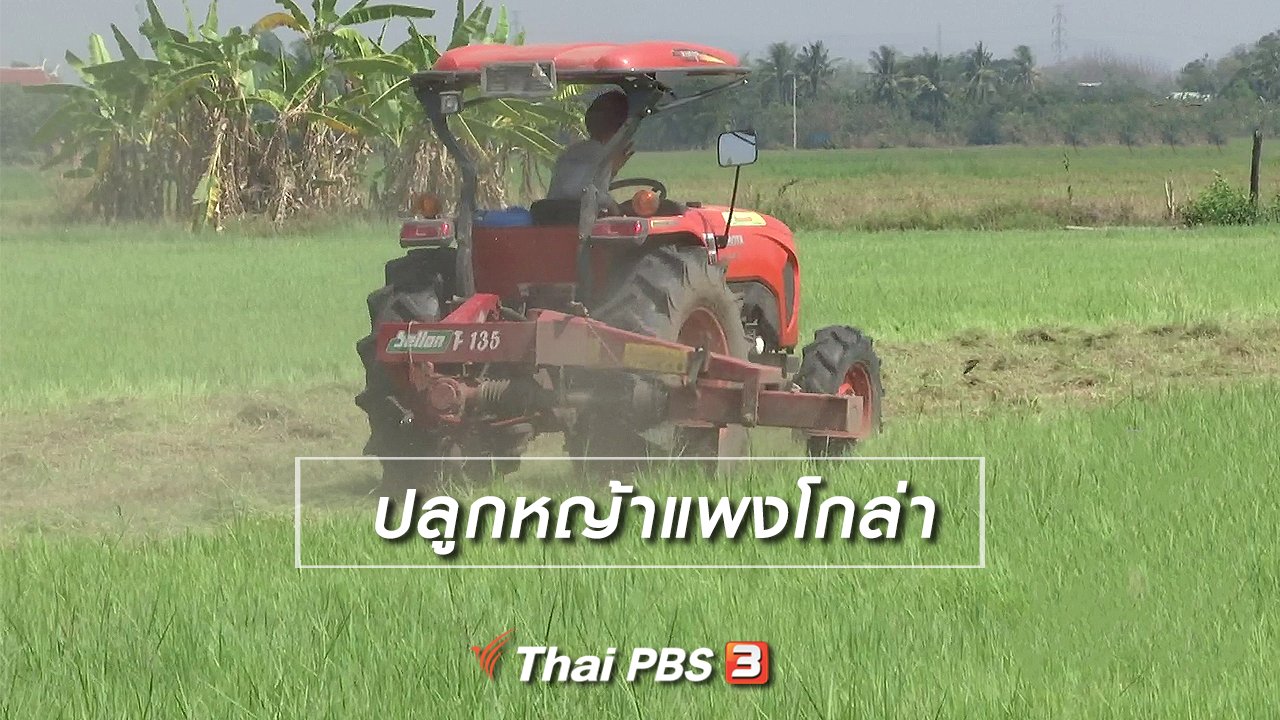 จับตาสถานการณ์ - ตะลุยทั่วไทย : ปลูกหญ้าแพงโกล่า