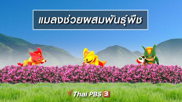 เกร็ดน่ารู้กับตาต้าตีตี้โตโต้ : แมลงช่วยผสมพันธุ์พืช