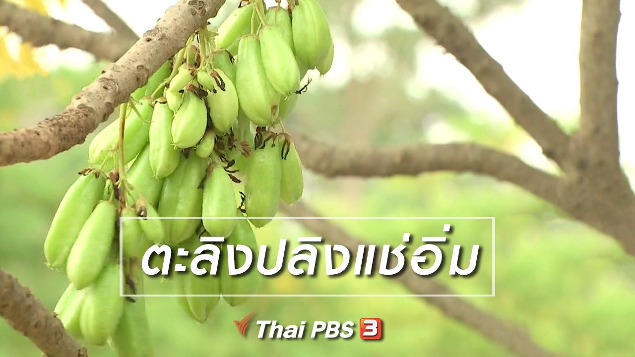 จับตาสถานการณ์ - ตะลุยทั่วไทย : ตะลิงปลิงแช่อิ่ม