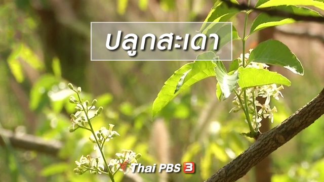 ตะลุยทั่วไทย : ปลูกสะเดา