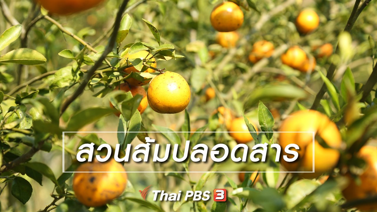 ทั่วถิ่นแดนไทย - เรียนรู้วิถีไทย : สวนส้มปลอดสาร