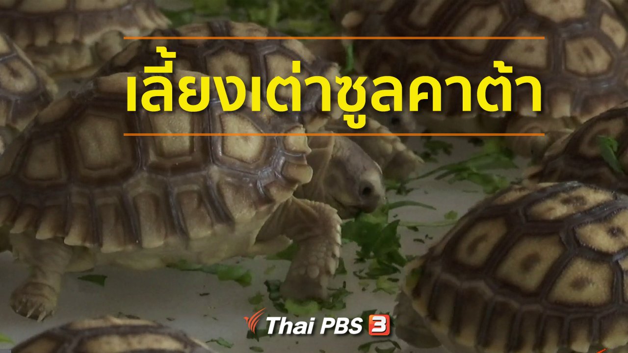 ทุกทิศทั่วไทย - ชุมชนทั่วไทย : เลี้ยงเต่าซูลคาต้า